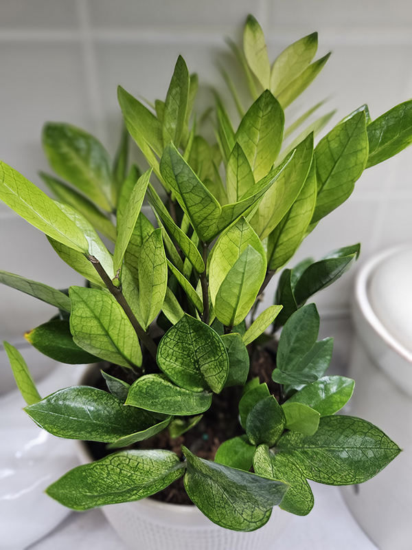 A Chameleon ZZ houseplant, one of my top 5 favorite choices.