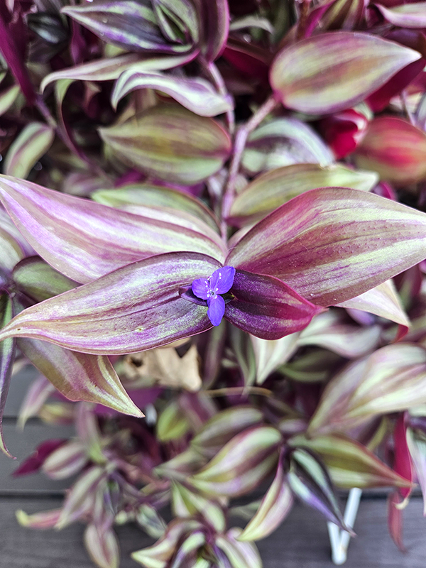 A small bright purple bloom on a Tradescantia Zebrina plant.
