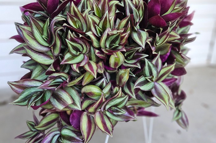 Growing Tradescantia Zebrina – How To Grow Inch Plant