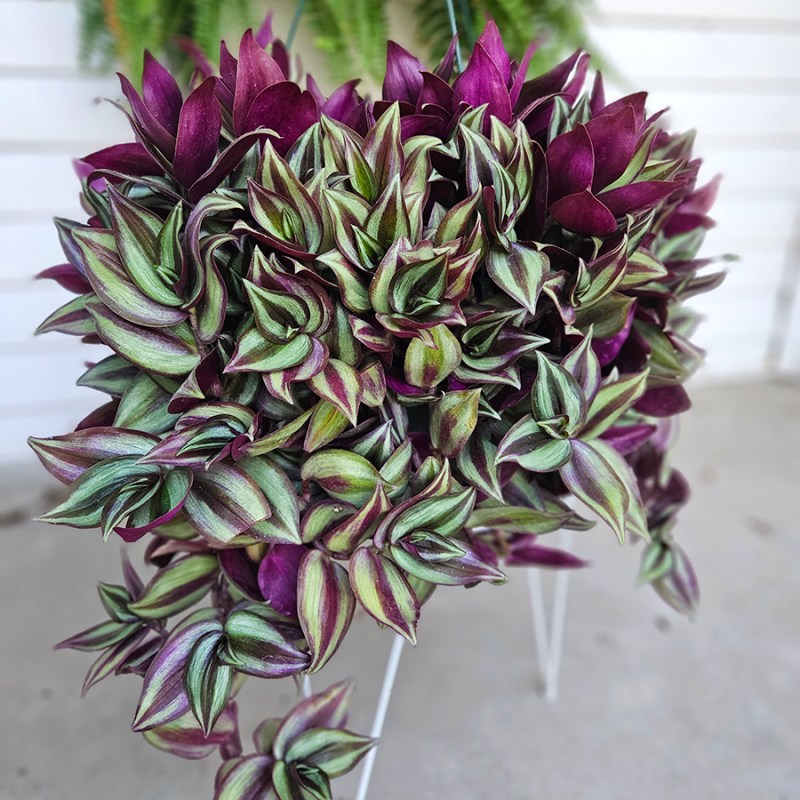 A large Tradescantia Zebrina with vibrant green and purple leaves. 