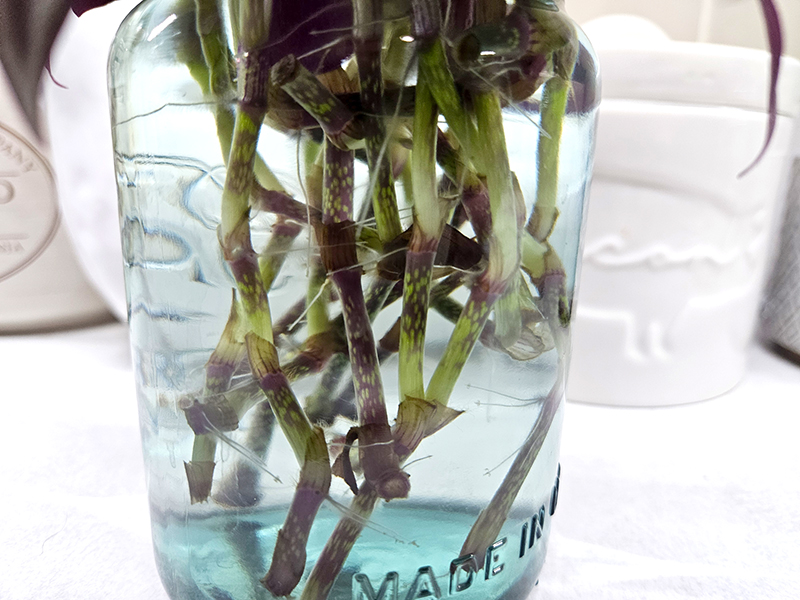 Small roots growing out from the stems of cuttings.