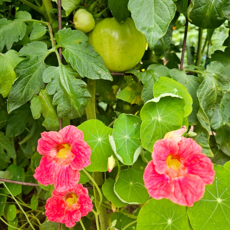 Vegetable Garden Trap Crops