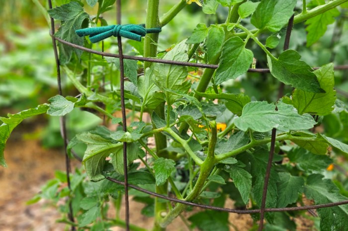 Trellising Tomato Plants – Ways To Support Garden Tomatoes