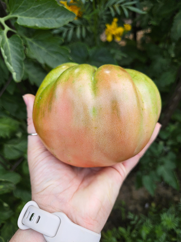 A harvested heirloom tomato 