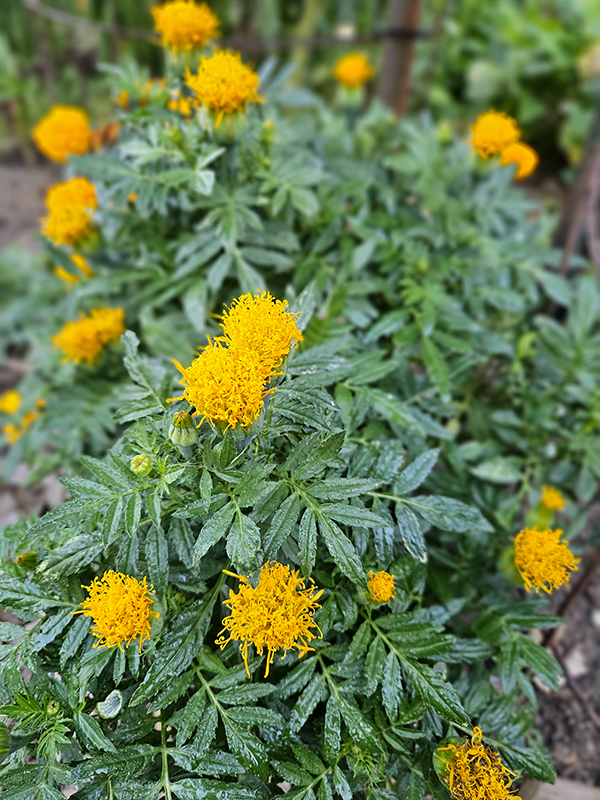 A hybrid marigold plant with fuzzy orange blooms - Understanding Plant Terms