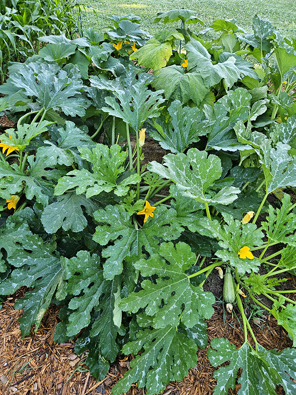 Several zucchini plants - Understanding Plant Terms