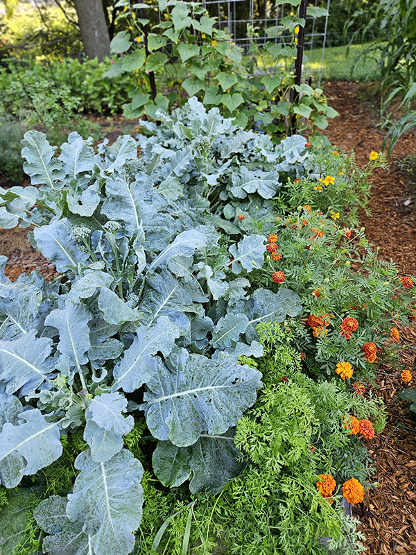 A garden in full growth - Understanding Plant Terms