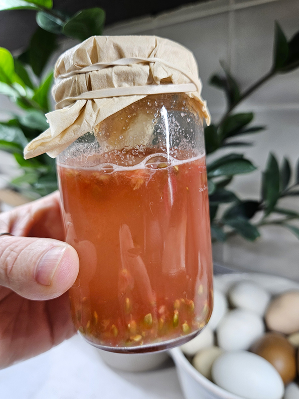 Fermenting tomato seeds