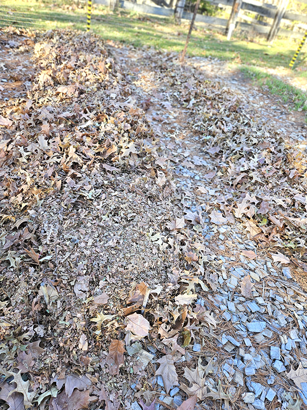 growing rows with shredded leaves on it.
