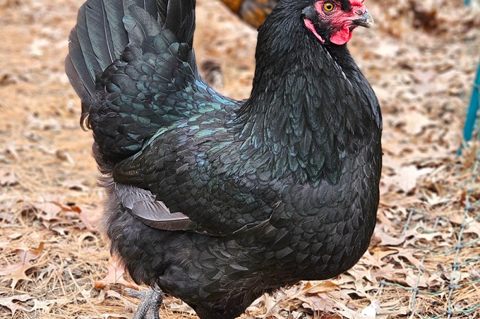 Vacationing & Raising Chickens – Keep Them Safe While Away