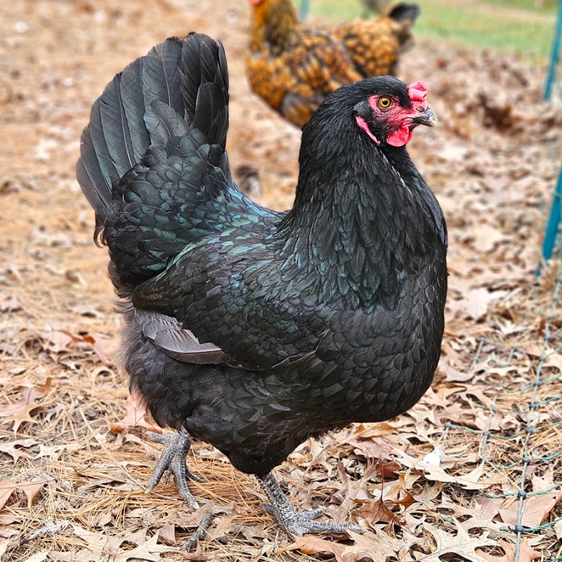 A black copper maran hen - Vacationing & Raising Chickens