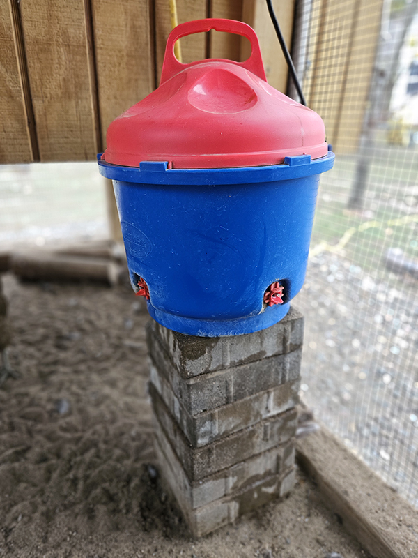 A chicken waterer on blocks