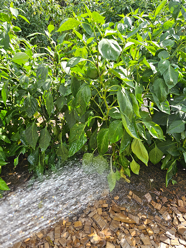 spraying the roots of a plant with water - watering garden tips