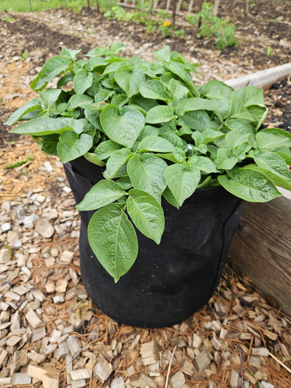 Potato plant in a black grow bag - Watering your garden