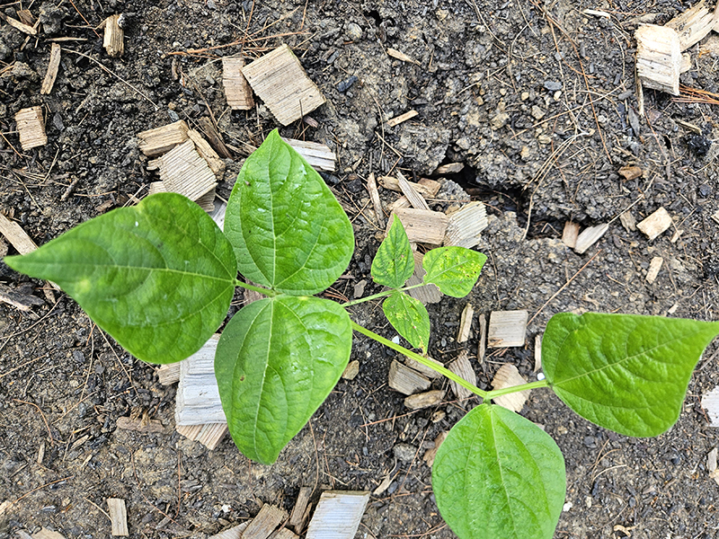 cracked soil by a young green bean plant