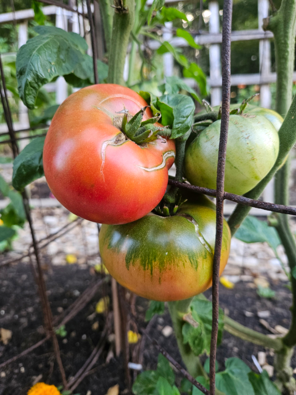 Cracked tomatoes in various stages of ripening