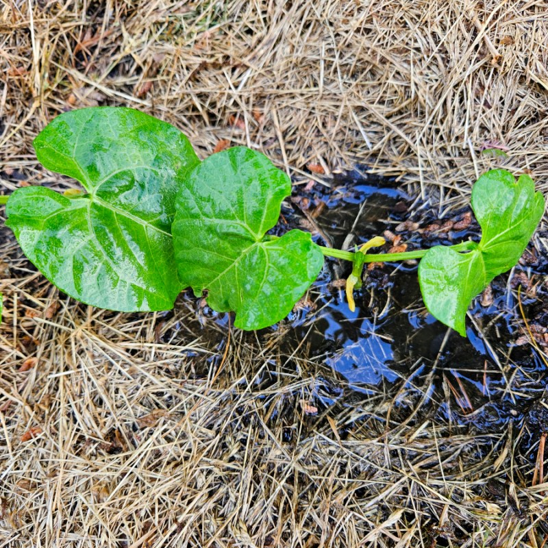 Watering your garden