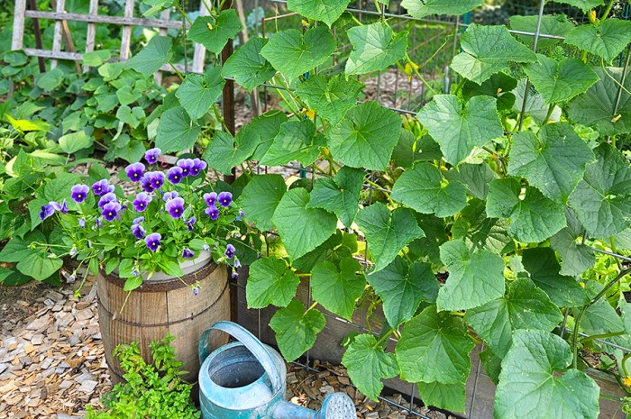 Watering Garden Tips – How Often, When, Where & How Much