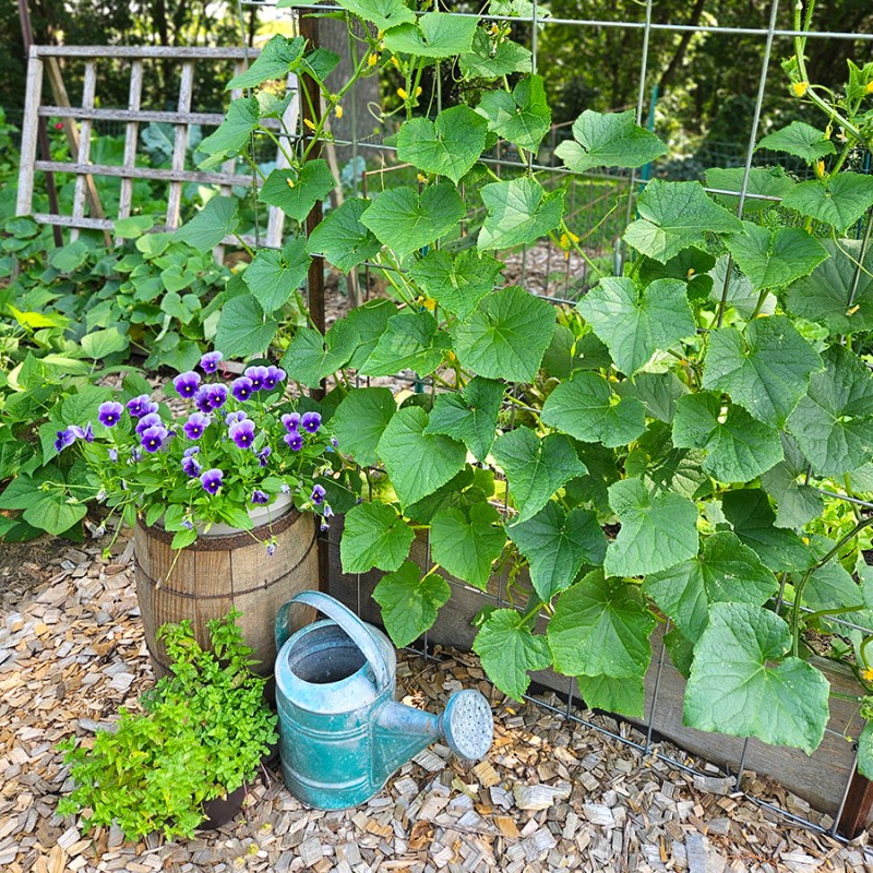 An old watering can in front of some plants and flowers - watering garden tips