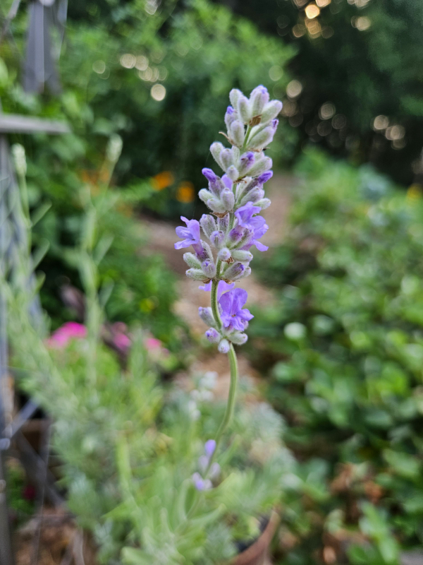 A lavender bloom