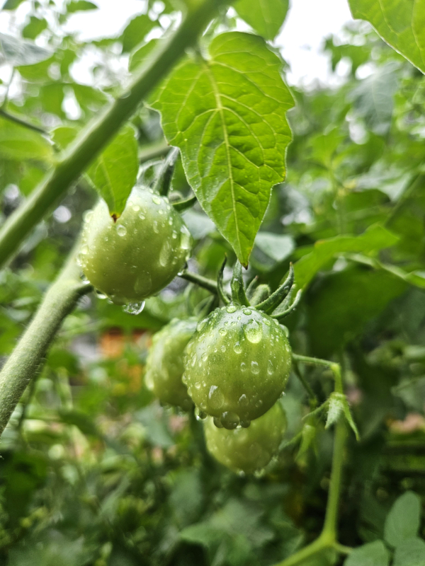 water droplets on tomatoes - Watering your garden