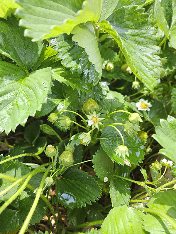 strawberries with moisture on the foliage