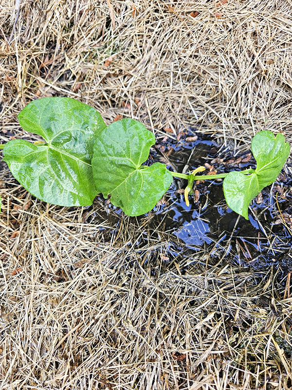 hydrophobic soil by a green bean plant - watering garden tips