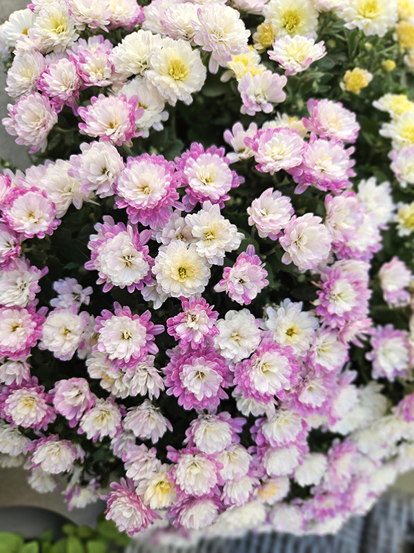 Colorful blooms - Watering Mums Correctly