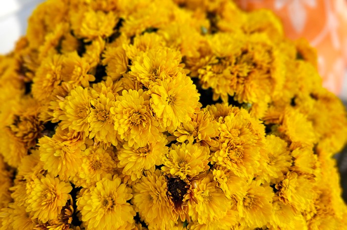 Watering Mums Correctly – How To Keep Potted Mums Thriving