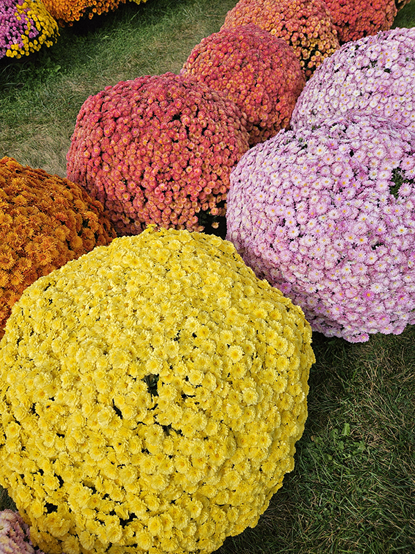 Huge mums full of huge blooms - Watering Mums Correctly