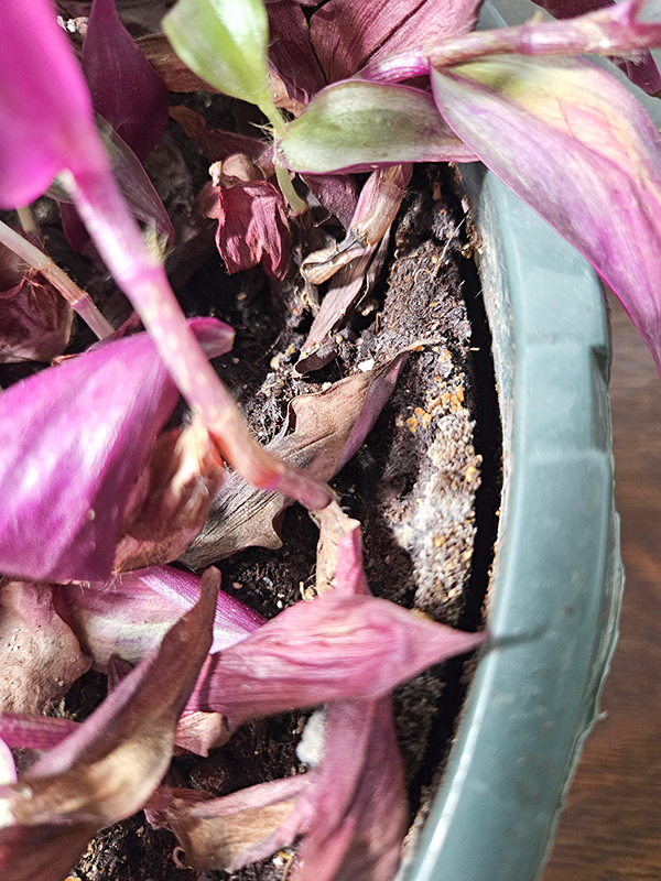 Dry old soil in a container