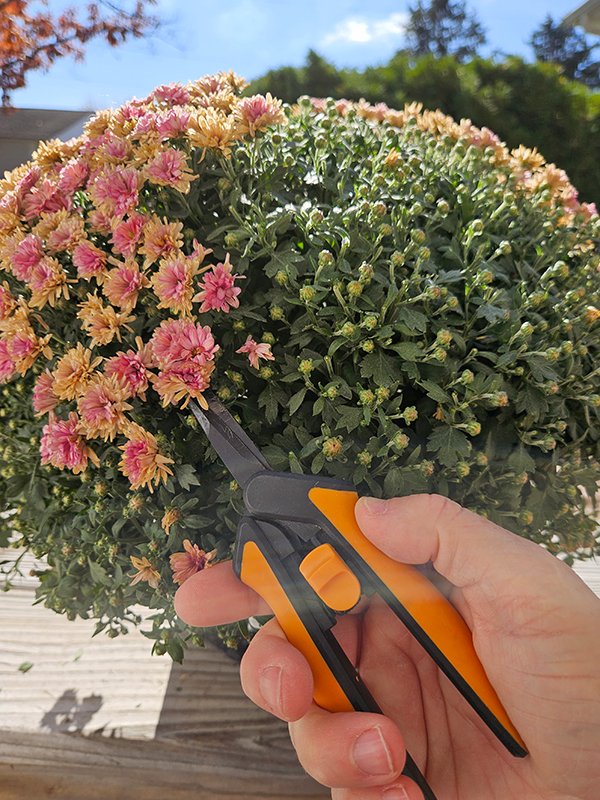 Deadheading spent blooms