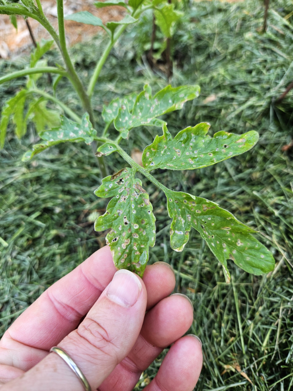 A diseased tomato seedling - What Is Semi Homesteading?