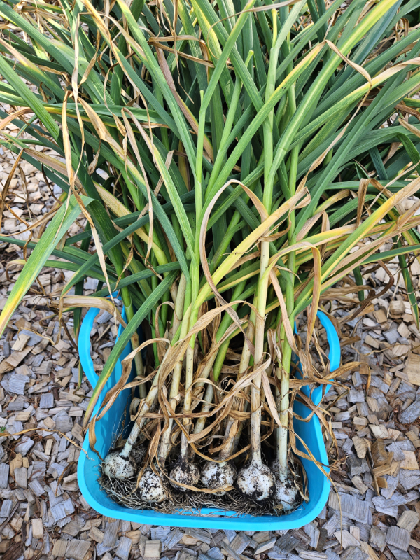 Harvested garlic in a blue bucket