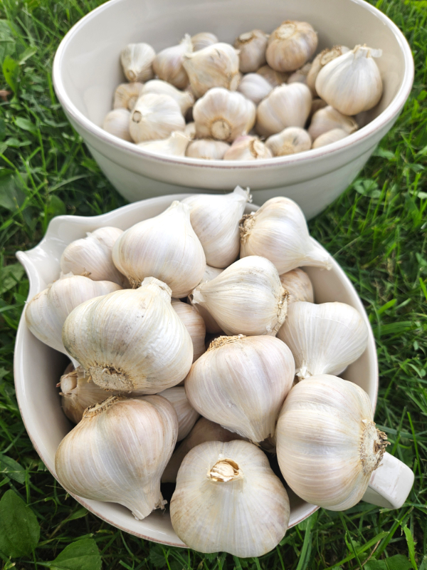 Cleaned garlic bulbs - Know When Garlic Is Ready For Harvesting
