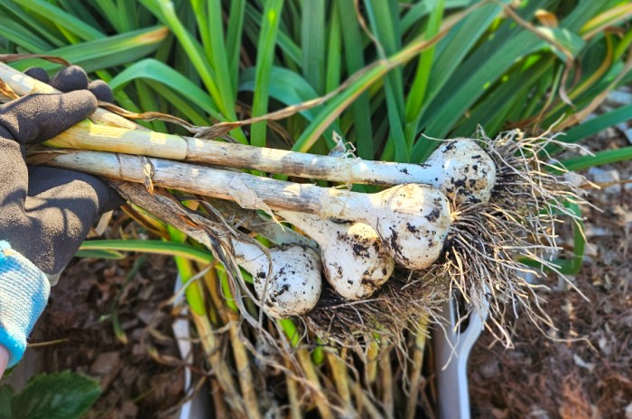 How To Know When Garlic Is Ready For Harvesting