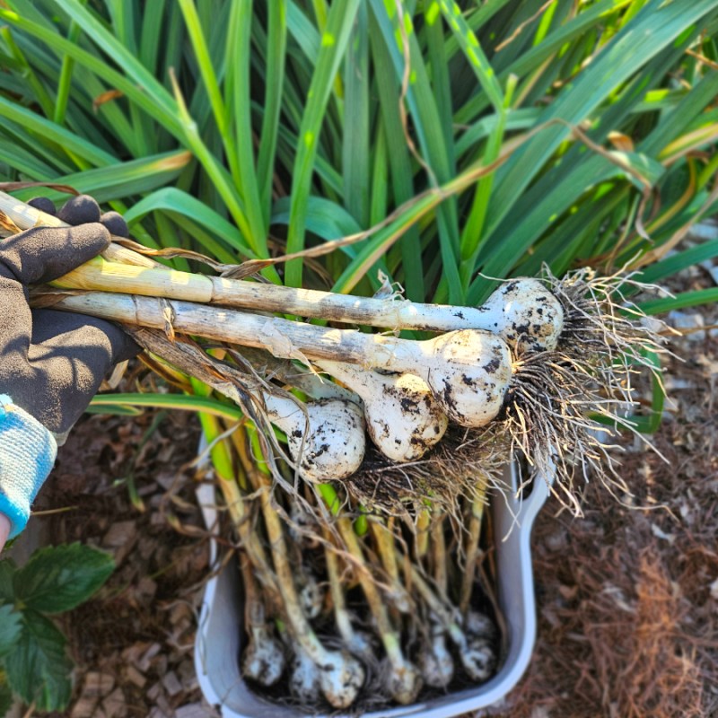 Know When Garlic Is Ready For Harvesting - a hand holding up a few harvested cloves