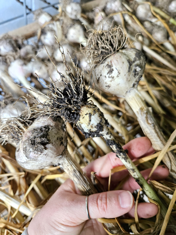 Comparing garlic bulbs big and small - Know When Garlic is Ready For Harvesting