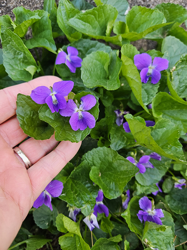 Wild violets growing - Plenty for making wild violet pink lemonade