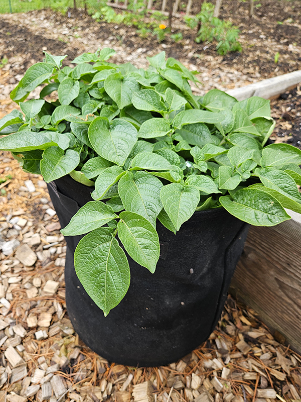 young potato plants in black grow bags - Winter Gardening Tasks