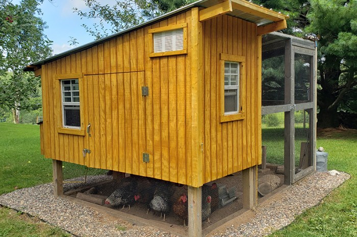 Chicken Coop Features For Healthy and Safe Birds