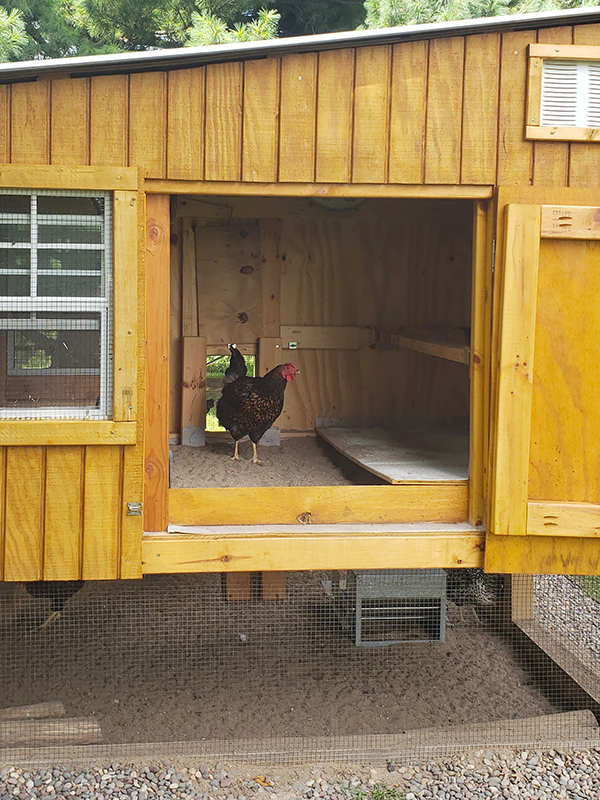 Showing the inside of the chicken coop and run with sand in it. 