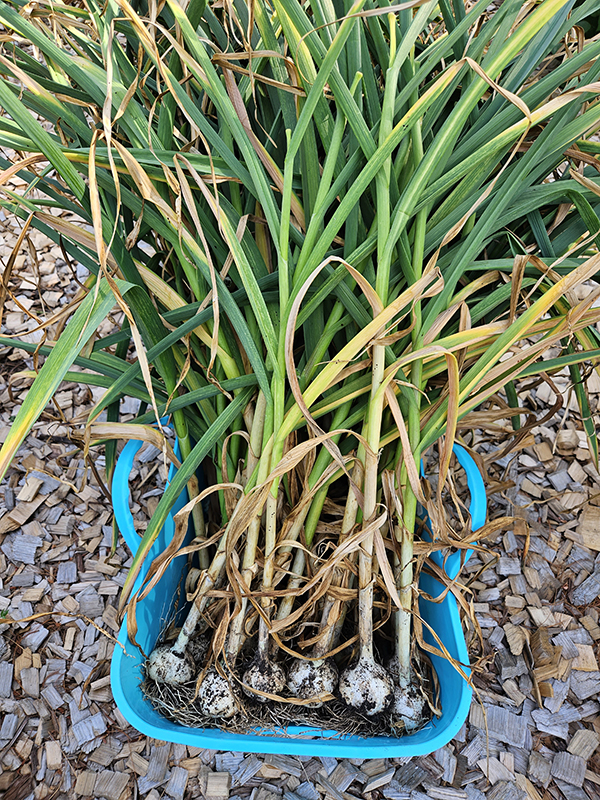 we use a blue bucket to hold the garlic that we harvest