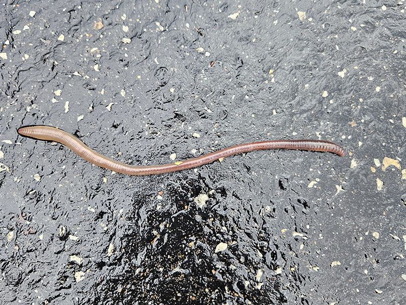 A nightcrawler on a dark black road